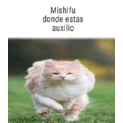 Figurinha: Mishifu onde estas auxilio