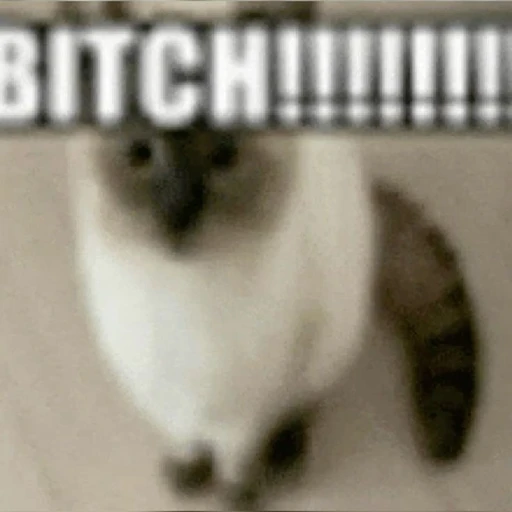 Figurinha: BITCH!!!!!!!