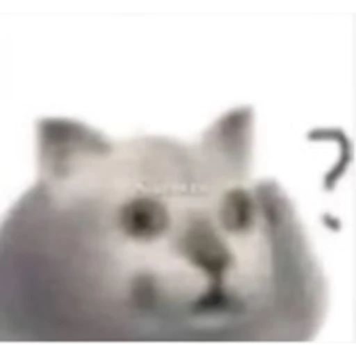 Sticker: Gato confundido