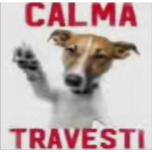Figurinha: Calma Travesti