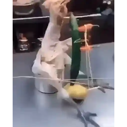 Figurinha: Frango de bicicleta