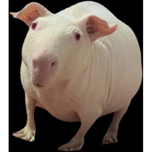 Figurinha: Porquinho da Índia Skinny