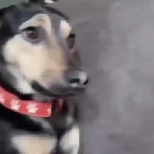 Figurinha: Cachorro bravo irônico