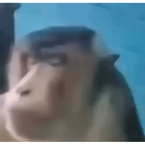 Figurinha: Macaco confuso