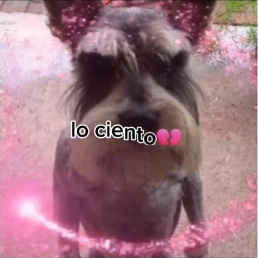 Figurinha: Lo siento