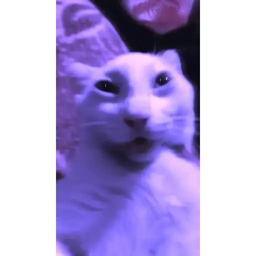 Sticker: Gato riendo