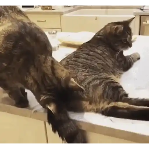 Figurinha: Gato assustado