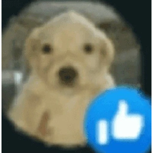 Sticker: Puppy with a like