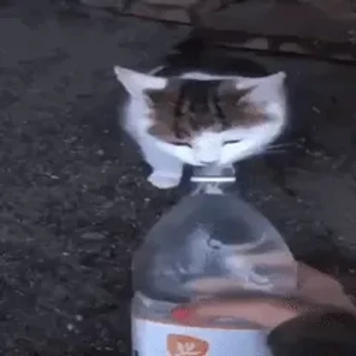 Sticker: Gato bebiendo agua