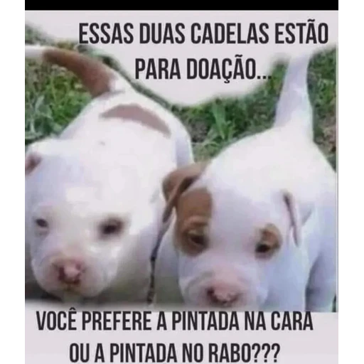 Figurinha: Doação de filhotes