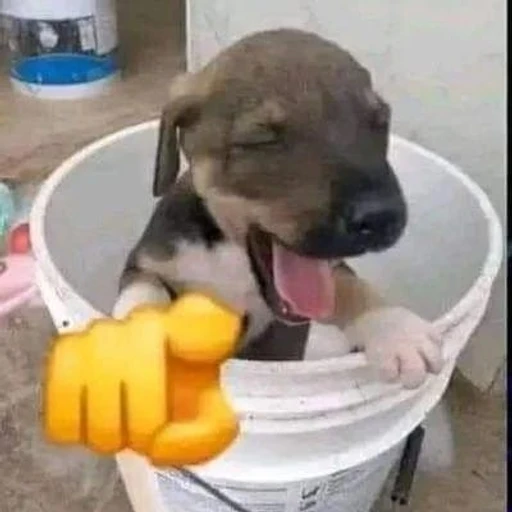 Figurinha: Cachorrinho apontando