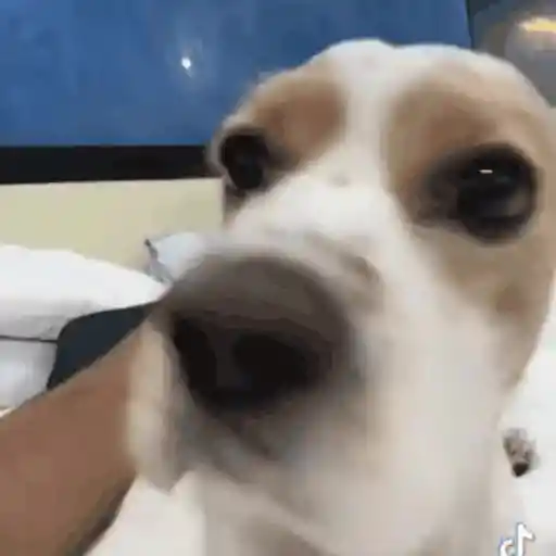 Sticker: Perro mirando de cerca