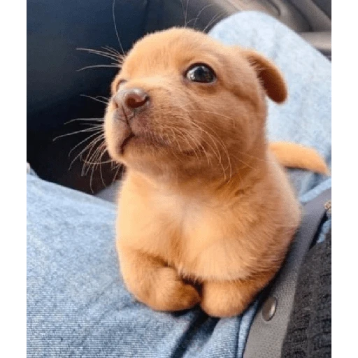 Sticker: Cachorro tierno
