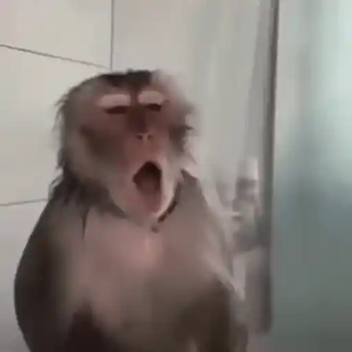 Figurinha: Macaco gritando no banho