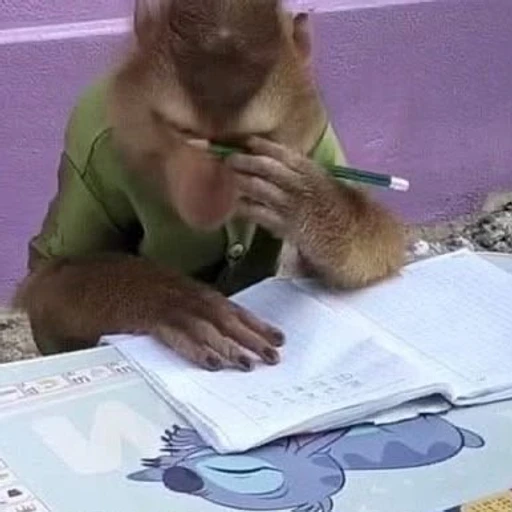 Figurinha: Macaco estudioso