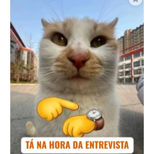 Figurinha: Tá na hora da entrevista