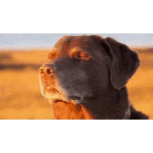 Sticker: Perro contemplativo