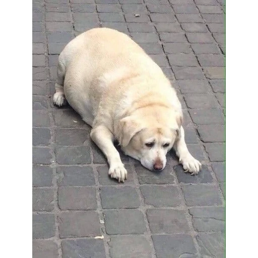 Figurinha: Cachorro gordinho triste