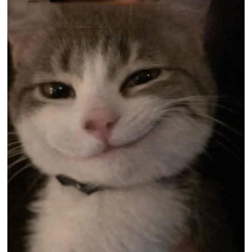 Figurinha: Gatinho Sorridente