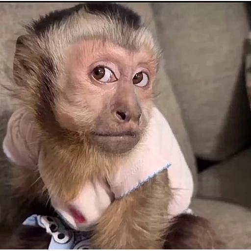 Figurinha: Macaco de roupinha