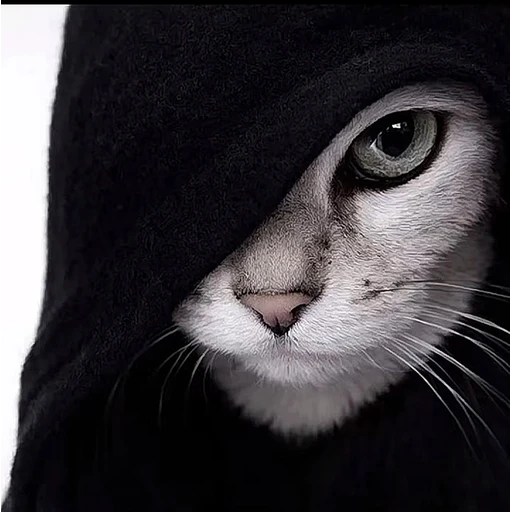 Figurinha: Gato Misterioso