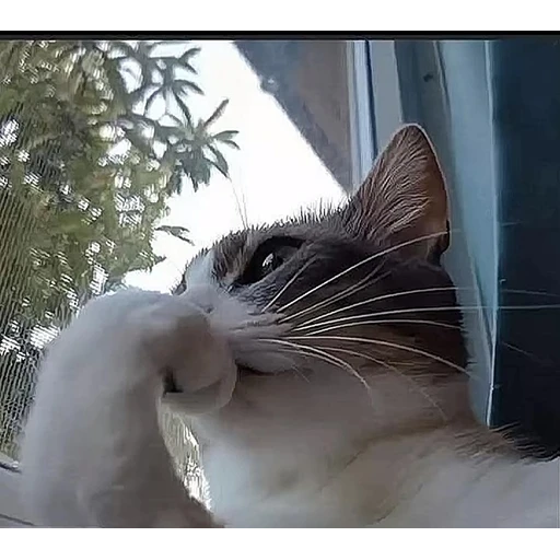 Figurinha: Gatinho fofo