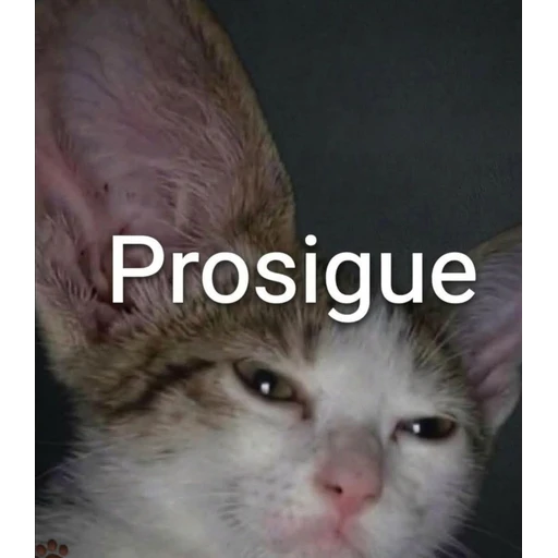 Sticker: Prosigue kitten