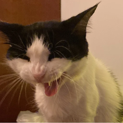 Sticker: Gato bravo