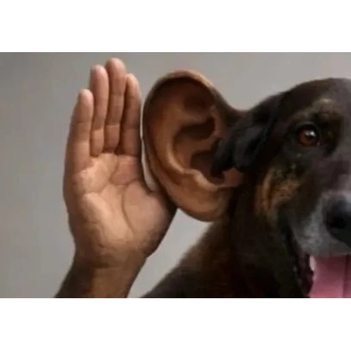 Figurinha: Cachorro ouvindo