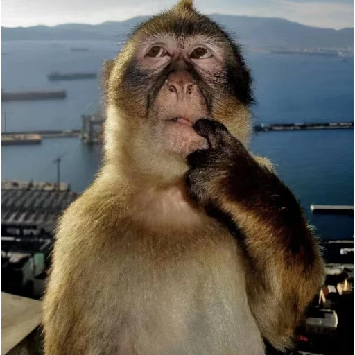 Figurinha: Macaco Pensativo