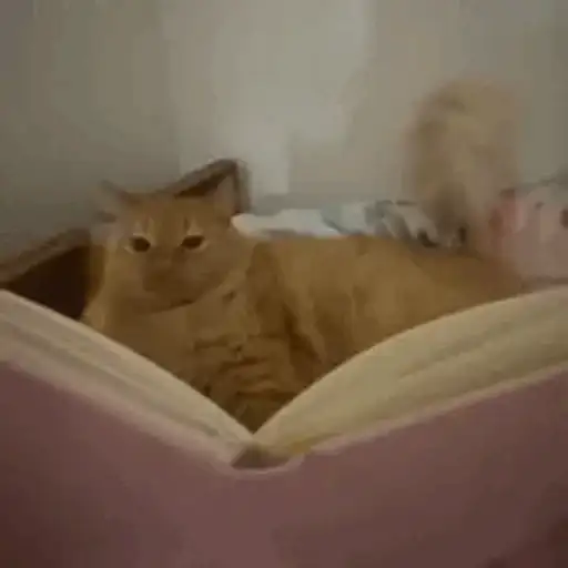 Figurinha: Gato estudioso
