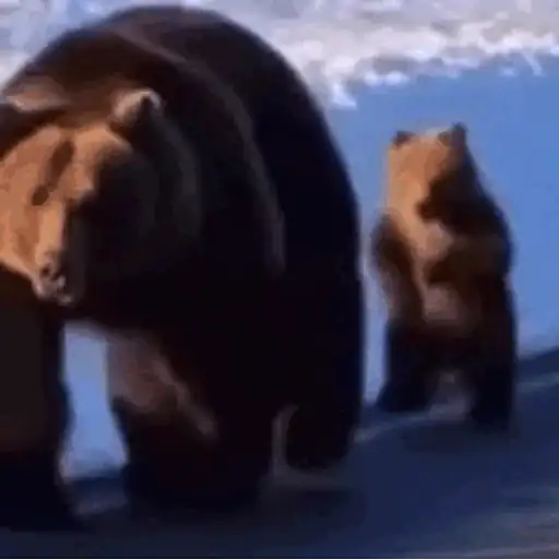 Figurinha: Urso correndo na praia