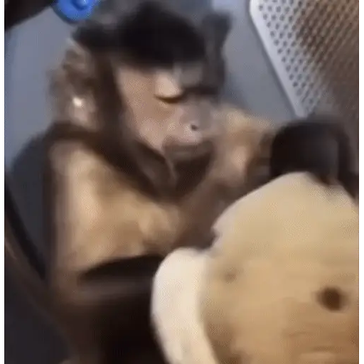 Figurinha: Macaco pensativo