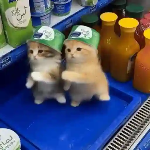 Figurinha: Gatinhos com chapéu de iogurte