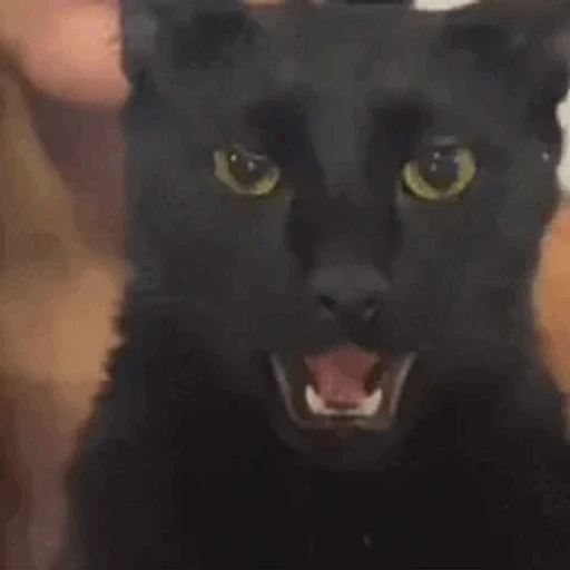 Figurinha: Gato Preto Surpreso