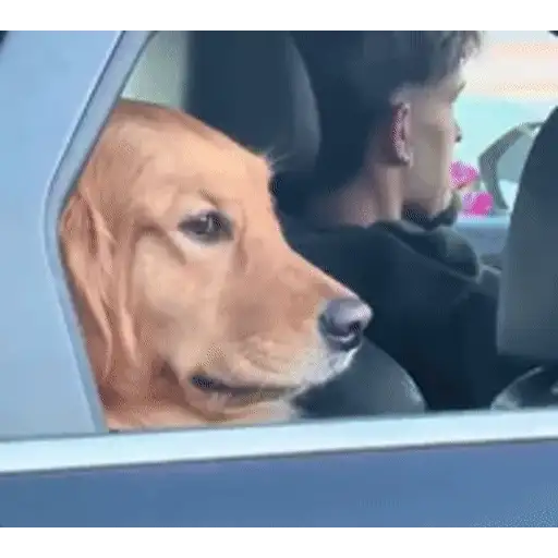 Sticker: Dog in Car