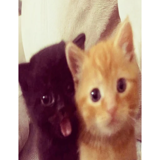 Figurinha: Dois gatinhos fofos