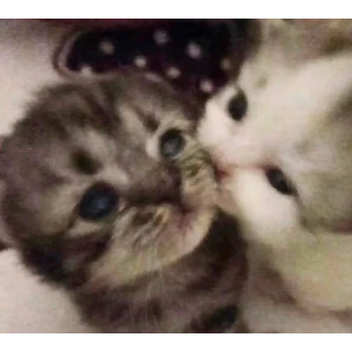 Figurinha: Gatinhos carinhosos