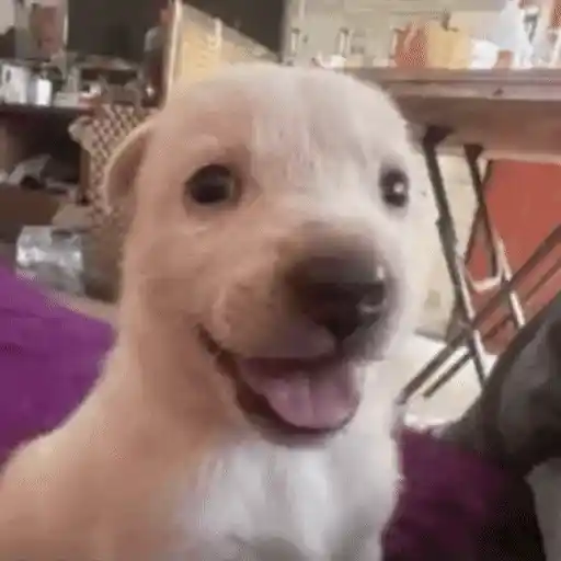 Figurinha: Cachorrinho feliz