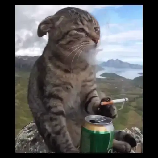 Figurinha: Gato triste bebendo