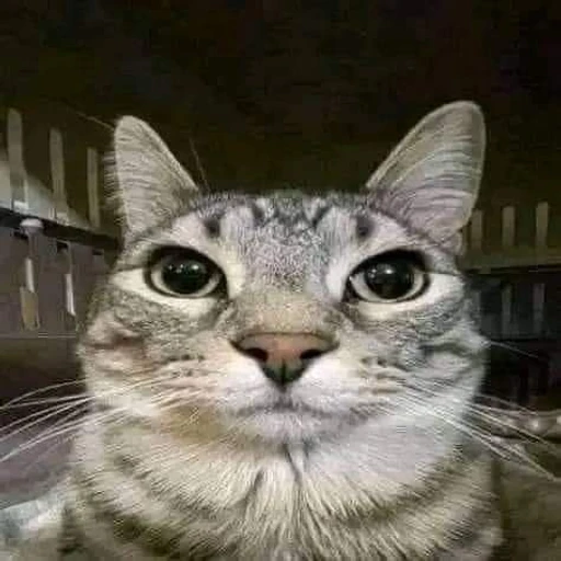 Figurinha: Gato com olhos arregalados