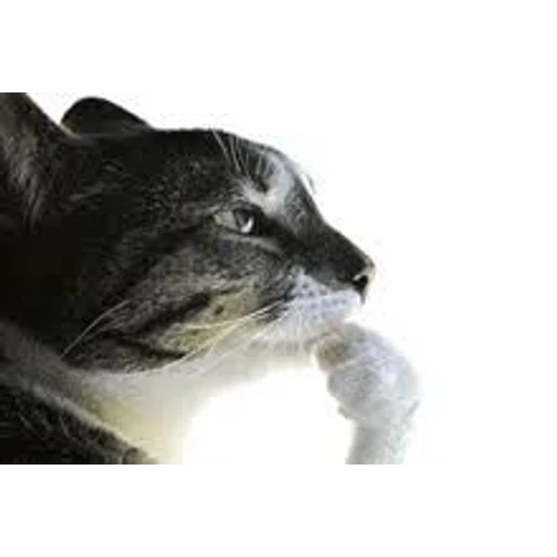 Figurinha: Gato pensador