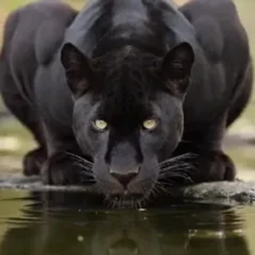 Figurinha: Pantera Negra Bebendo