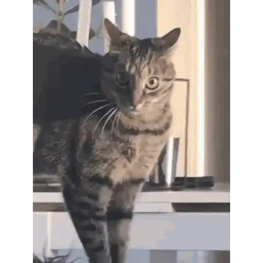 Figurinha: Gato curioso virando a cabeça