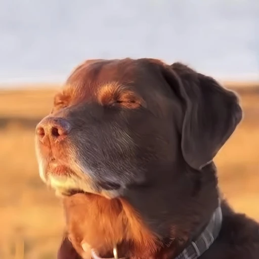 Figurinha: Cachorro relaxando