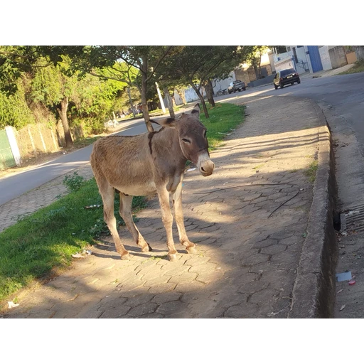 Figurinha: Jumento na calçada