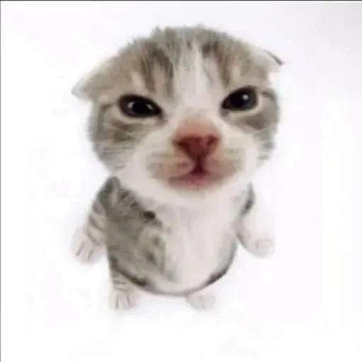 Sticker: Gatito enojado