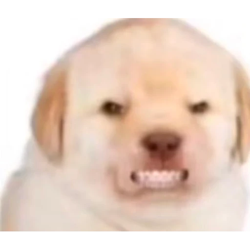 Sticker: Perro sonriendo