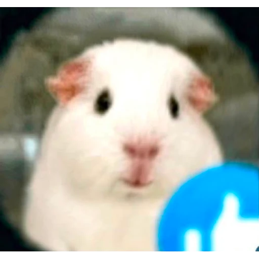 Figurinha: Porquinho-da-índia com Like