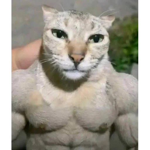 Figurinha: Gato Fortão